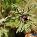 덕현허브 이미지