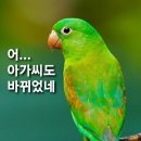 앵무새 이미지