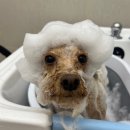 (주)하울팟케어클럽 이미지