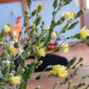 꽃 어여쁘다 이미지