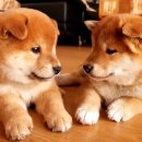 이누(Inu)