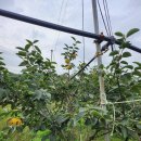 정읍사랑병원 | 정읍 정화농장 태추단감 올해도 사랑해주셔서 정말 너무 감사드립니다^^/5일쯤 마감