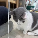 얏호