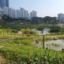 호수공원,중앙공원 이미지