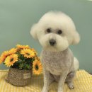 알콩달콩 애견샵 이미지