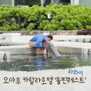 카할라 | 하와이 오아후 여행 아이와 함께 하면 좋은 돌고래 체험 카할라호텔 돌핀퀘스트