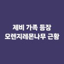 희망의 둥지 | 제비 가족 등장 및 둥지짓기 (+오렌지레몬나무 근황)