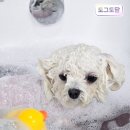 남촌 초등학교 | 인천애견미용 스트레스 안받게 잘하는곳 도그도담