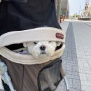 제주개과점 이미지