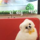 에스엘 독 이미지