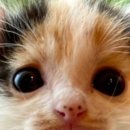 돈데기리 이미지