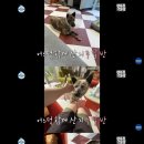 복돌이네 이미지