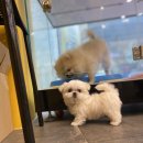 나라애견본점 이미지