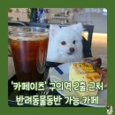 '카페이츠' 구의역 2번출구 근처 반려동물동반 당일케이크 맛집