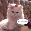 원스에이치