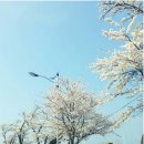 따스한봄날