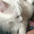 Kitty Cuddles 이미지