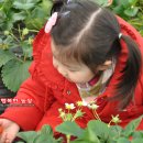 행복한 딸기농장 이미지