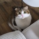 해든고양이병원 이미지