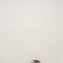 찹찹케이크