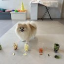 엔젤라유치원 | [일상] 수성구애견호텔은 엔젤라독이 최고였어요^^
