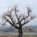 살구몰