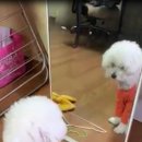 거울보는 강아지 이미지