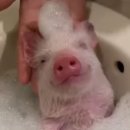 혼목쌀롱 이미지