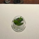 마라보건진료소 | 야바톤보다 맛있게 먹은 나고야 된장돈가스 / Katuretu MATUMURA / 마투무라 저온카츠