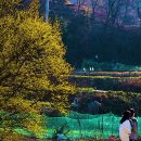 반곡마을 계척마을 현천마을 산수유 이미지