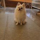 플레이멍 | 노원 애견카페, 호텔, 유치원/ 멍플레이 강아지카페, 호텔링 이용후기 강추