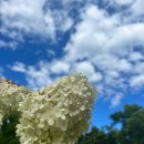 강동로-37 이미지