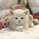 굿모닝마트(양산) | 양산고양이분양 가족 같은 반려묘와 묘연 맺는법 도레미캣