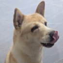담우소정육