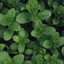 민트브릭 이미지