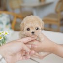 부산강아지분양 테디럽 명지본점 이미지