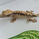 원주브리딩 이미지