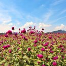 천일홍축제 이미지