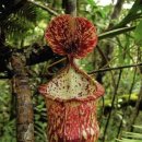 돼지우리 이미지