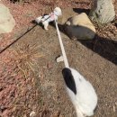 해피독스 애견샵 | 서면 시민공원 근처 셀프애견목욕 - 버블독스