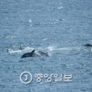 제주 돌고래 이미지