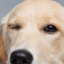 일산 클래식 동물병원 이미지