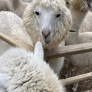 영한목장 이미지