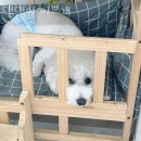 댕댕이 이쁘개 이미지