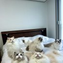 젤로돌스 이미지