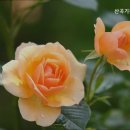 안남로 181 네이버블로그