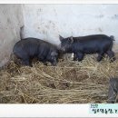 실로암1농장 이미지