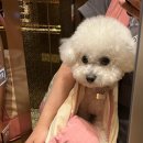 댕스밀 | 시승이라니,,!(그린선셋카페, 세종애견동반카페, 세종강아지 수제케이크,테슬라하남스토어 시승 후기)