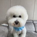 꼬망스 펫 살롱 이미지