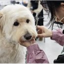 애견미용 이미지